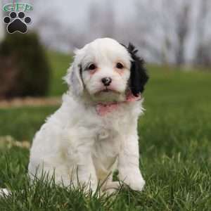 Molly, Cavapoo Puppy